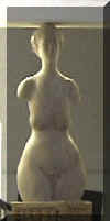 torso